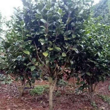 雄风园林大型茶花树 小五彩红茶花树2-10年大树 茶花的养殖基地