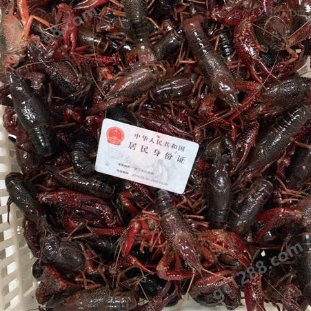 2021年3月1日潜江小龙虾批发市场6789满肉大红虾价格品质一览行情