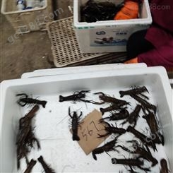 澳龙产地批发567钱规格澳洲淡水小龙虾十一月24元每斤