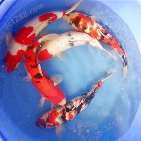 锦鲤鱼苗养殖场 规格多淡水三色锦鲤 观赏红鲤鱼苗 游姿优美