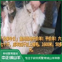 盖州当地平价羊 成年四斤以上羊绒