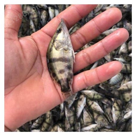 淡水养殖塘鲺苗 本地塘角鱼种现货出售 育兴渔业