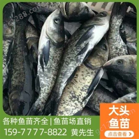 鱼苗养殖场供应大头鱼 鲜活水产鱼 品种齐全 欢迎考察