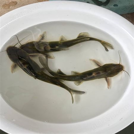 杂交黄骨鱼 淡水红鲳黄骨鱼 质量放心