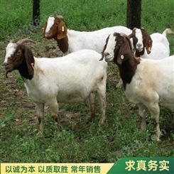 易养殖育肥改良波尔山羊种羊 适应性高 繁殖能力强