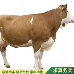 易养殖育肥杂交西门塔尔牛牛犊 产肉量高 四肢结实