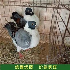 易养殖散养育肥观赏鸽种鸽 提供技术指导 分段饲养