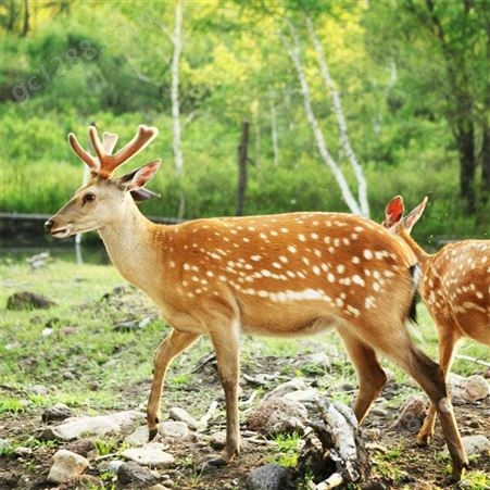 景区观赏梅花鹿养殖 散养成年宠物小鹿 四肢细长 动作敏捷