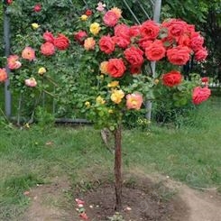 庭院盆栽嫁接 树状月季 树形月季 玫瑰 树花苗大花植物浓香当年开花