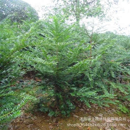 基地批发曼地亚红豆杉小苗20-40cm 红豆杉树苗 净化空气 叶色好