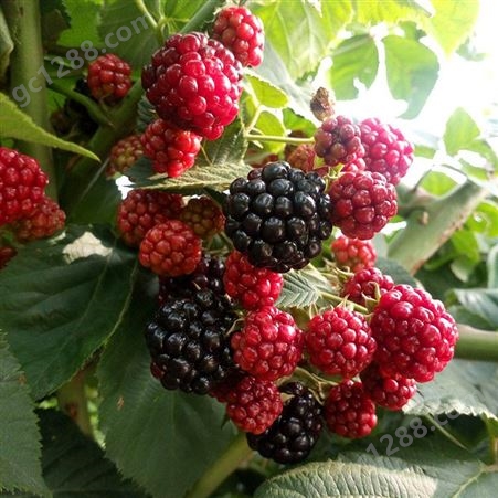 黑树莓苗盆栽地栽双季红树莓南方北方四季种植水果果树苗当年结果