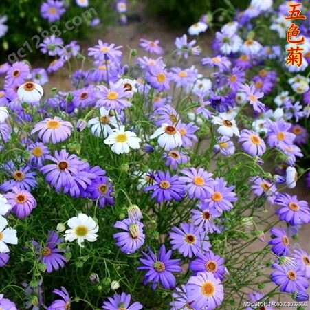五色菊种子菊花种子阳台盆栽室内易种庭院观花景观花草植物花种子