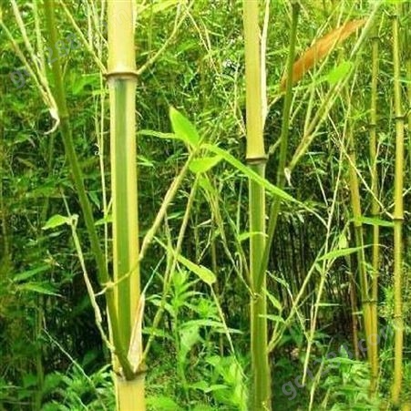 竹子基地 批发黄金竹 金香玉竹 品种齐全 