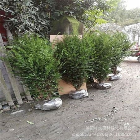基地批发曼地亚红豆杉小苗20-40cm 红豆杉树苗 净化空气 叶色好