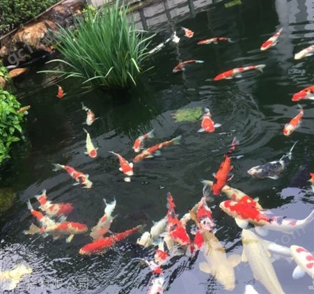 济南市锦鲤鱼池过滤系统设计安装 水浑浊死鱼现象