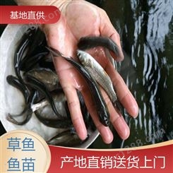 草鱼苗及成品鱼 水库鱼塘养殖专用 鱼产业基地专用 适应性强