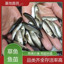 淡水养殖草鱼苗 支持送货上门 免费技术指导 适应性强